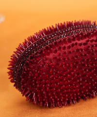 Celeste Maroon Suede Embellished Clutch